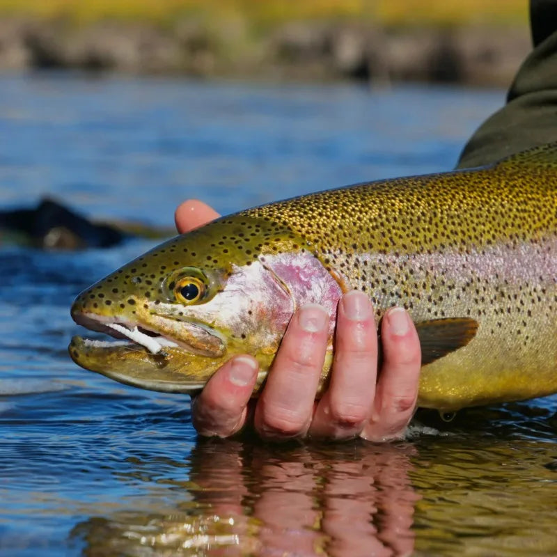 Trout Magnet Softbait Kit